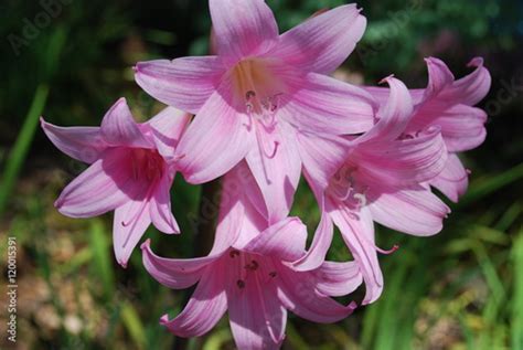 Amaryllis Belladonna Known As Belladonna Lily Pink Jersey Lily Naked Lady Lily March Lily