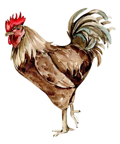 Acuarela dibujada a mano pollo marrón, gallina, chiks, ganso | Foto Premium