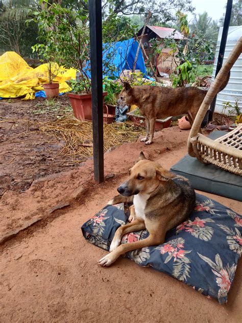 Giving dogs space to disagree gracefully – The BHARCS Blog