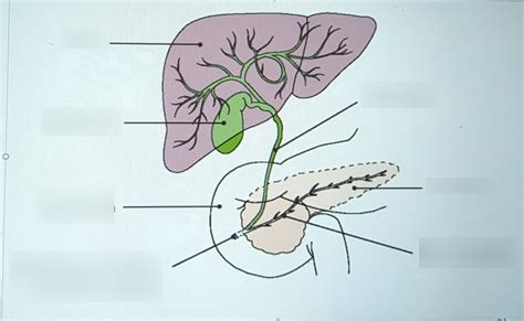 Pankreas Leber Gallenblase Diagram Quizlet