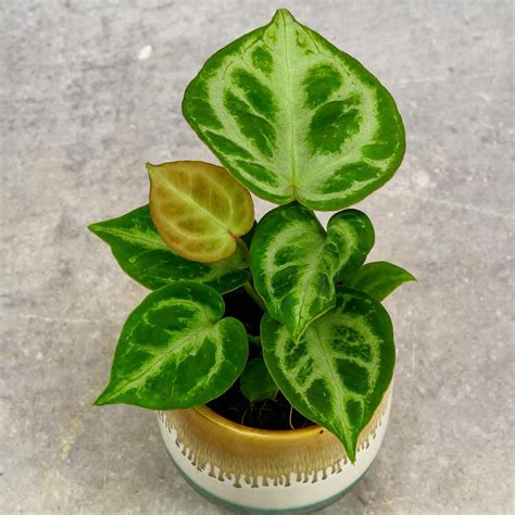 Anthurium Silver Blush Anturium Kolekcjonerskie - Ceny i opinie - Ceneo.pl