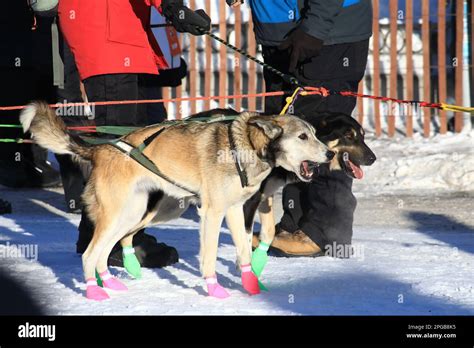 2023 Iditarod Hi Res Stock Photography And Images Alamy