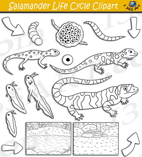 Salamander Life Cycle Clipart Set Download - Clipart 4 School