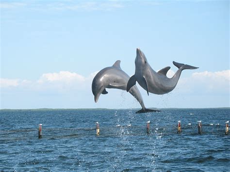 pictures of dolphins | mouade agafay