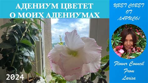 АДЕНИУМ ЦВЕТЕТ | НЕМНОГО О МОИХ АДЕНИУМАХ - YouTube