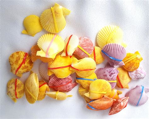 Beach Decor Scallop Shell Pairs, Nautical Decor Scallop Seashells Pair ...