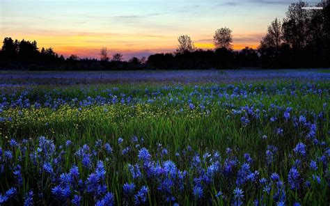 Flower Field Wallpapers Wallpaper Cave