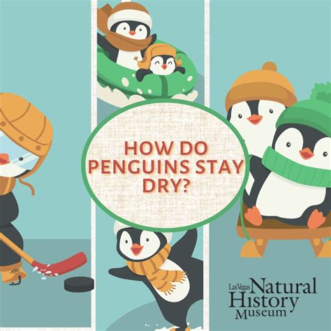 How Do Penguins Stay Dry? | Las Vegas NHM
