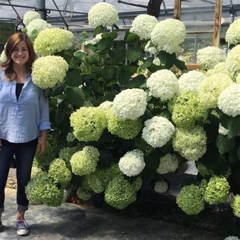 Hydrangea Arborescens Incrediball Clarenbridge Garden Centre