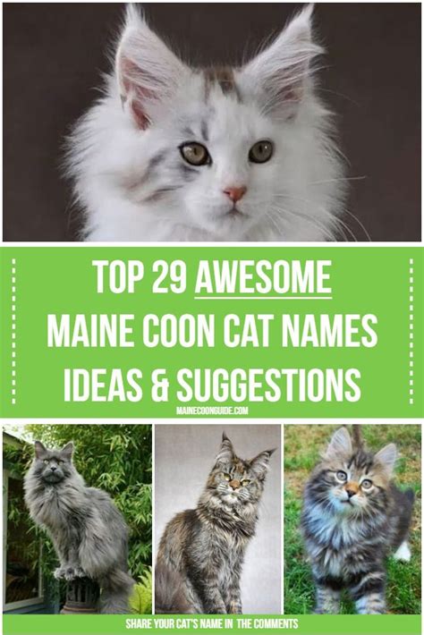 29 Awesome Maine Coon Cat Names Ideas And Suggestions Click The Pin To See The Creative And