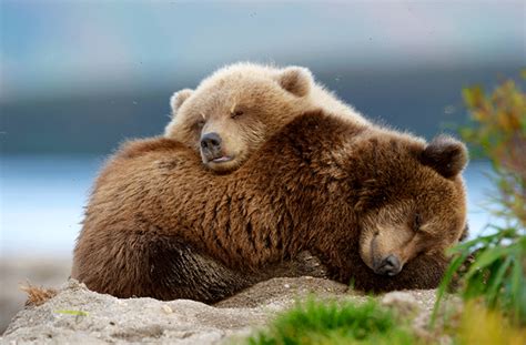 Как медведи впадают в спячку? - Телеканал «Моя Планета»