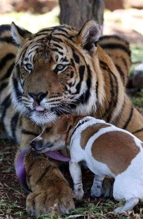 Pin by Юлия Железнякова on ДРУЖБА | Animals, Tiger