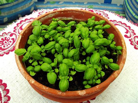 Cómo cultivar albahaca en macetas