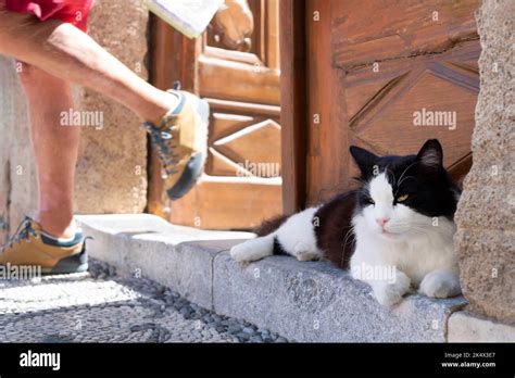 Black And White Stray Cat Hi Res Stock Photography And Images Alamy