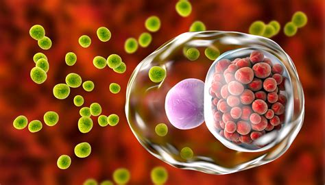 Clamídia Pode Ficar Incubada Por Anos - Clamidia Pode Ficar Incubada Por Anos - BRAINCP