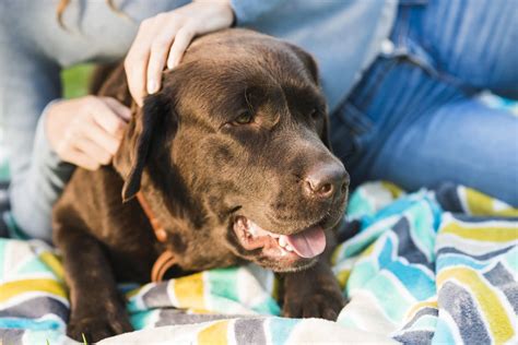 What Is Conjunctivitis In Dogs? Causes, Symptoms, And Treatment