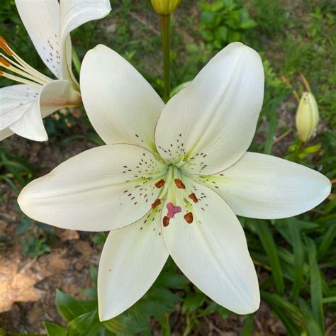 Lilium 'Eyeliner', Lily 'Eyeliner' (Other) - uploaded by @trees.p