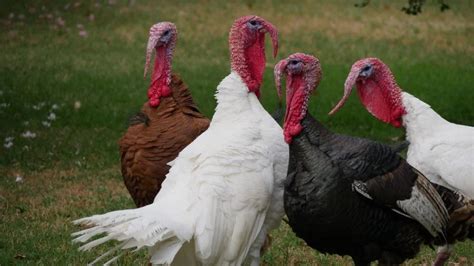 how much does it cost to get a turkey mounted