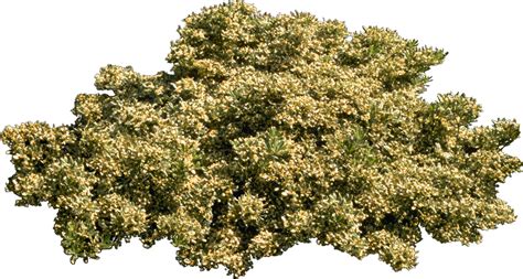 Tree Plant Shrub Bushes Png Download 1408752 Free Transparent