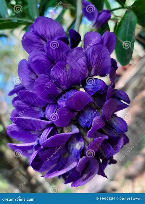 texas mountain laurel tree