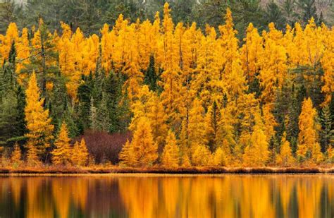 12 Ornamental Trees That Will Thrive In Minnesota