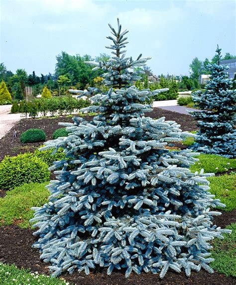 Продажа Ель колючая "SUPER BLUE SEEDLING" - Picea pungens Super Blue ...