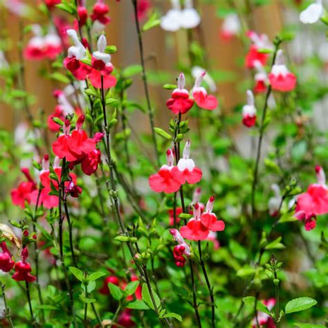 Salvia Microphylla Hot Lips Seeds Lipstutorial Org