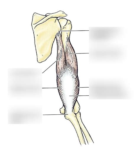 Triceps Brachii Diagram | Quizlet