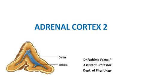 Adrenal cortex 2.pdf