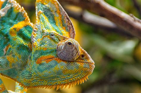 Eye Infections In Chameleons: Symptoms And Treatment - Reptile Craze