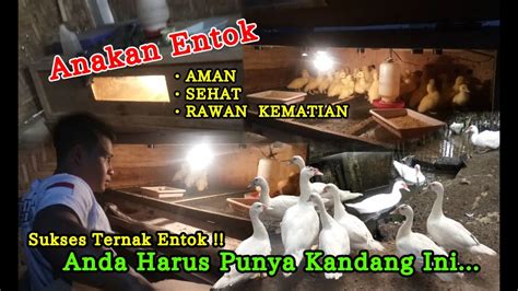 Sukses Ternak Entok Anda Harus Punya Kandang Ini Anakan Entok