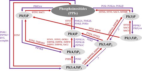 Frontiers Phosphoinositide Signaling And Mechanotransduction In