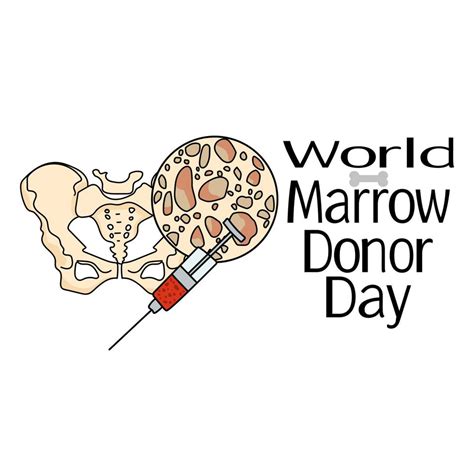 World Marrow Donor Day Schematic Representation Of Bone Marrow And