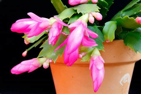 6 Plants That Flower at Christmas