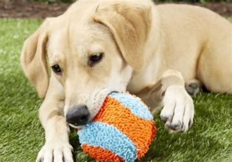 Chewy Dog Toys on Sale right now!! Prices up tp 70% off