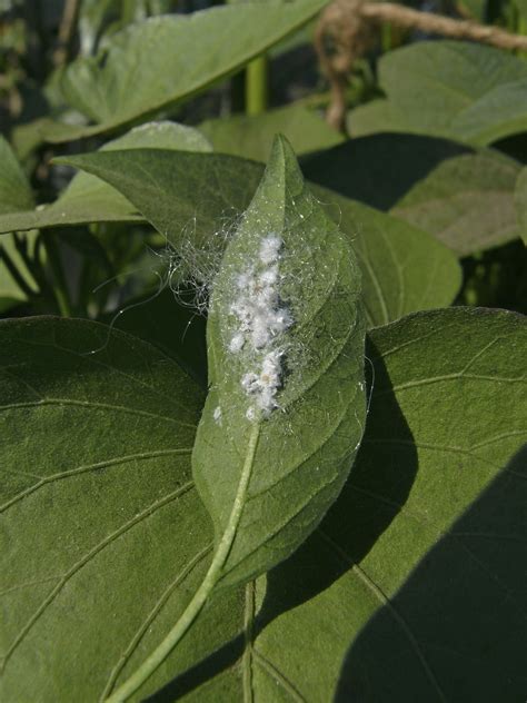 What Is The White Cotton Looking Stuff On Plants Foliar Garden