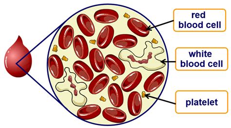 Diagram Of Blood Components 1 352 Blood Components Images S