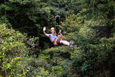 zipline tours explore  book  adventure illawarra fly treetop