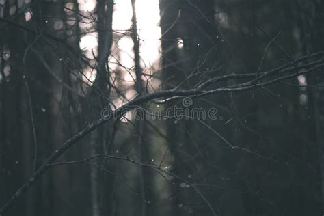 Autumn Trees With Naked Branches Vintage Film Look Stock Photo Image Of Misty Morning