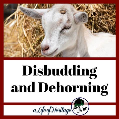Disbudding And Dehorning Goats January 2025