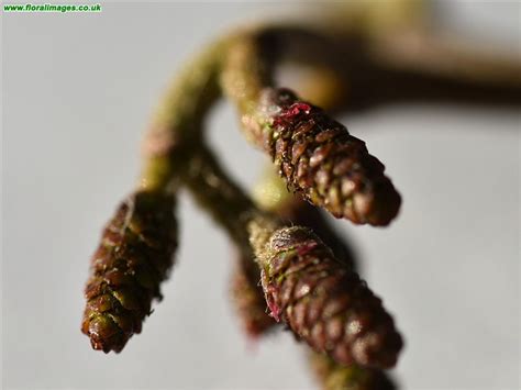 Alnus Glutinosa Picture 14 Of 17