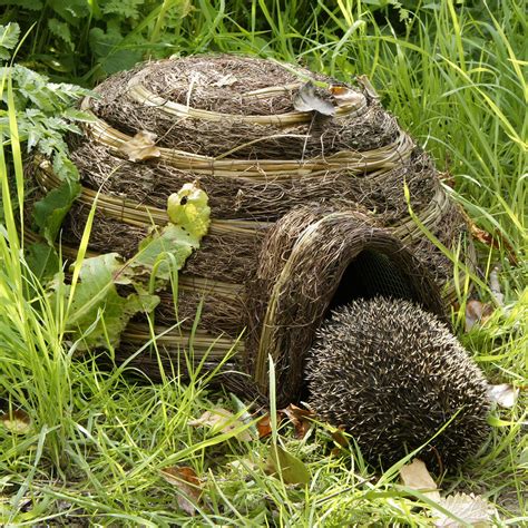 ways to hedgehog not moving at home
