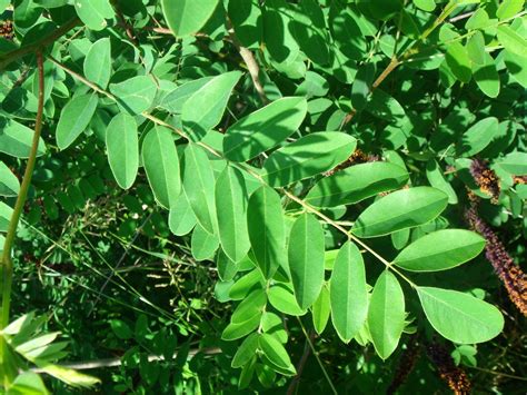 Amorpha fruticosa L.