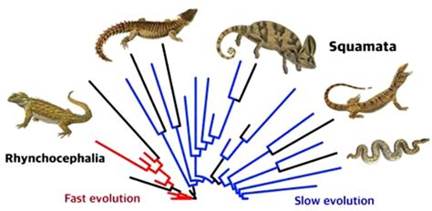 Snake Evolution Tree