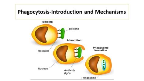 Macrophage Absorption Of Stages Of Mechanism Of The Immune Off