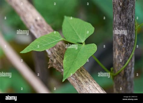 Close Up Of Vibrant Green Bean Plant Vine Foliage Aka French Beans Pole Or Runner Beans Fast