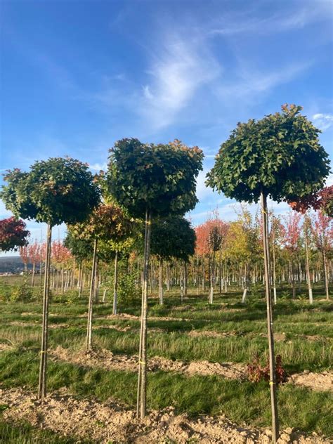 Quercus palustris Green Dwarf Kugel Säule Hänge Dachform