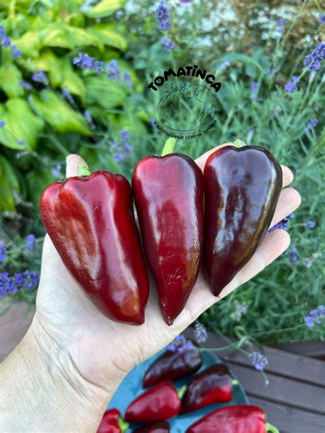 Перец – Страница 2 – Tomatinсa.ru