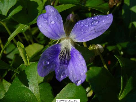 Viola Sororia Flower Closeup BU Bob Upcavage Flickr