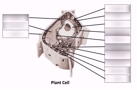 Plant Cell Structure Diagram Quizlet